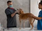 auxiliar de veterin&aacute;ria