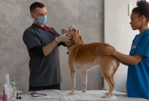 auxiliar de veterinária