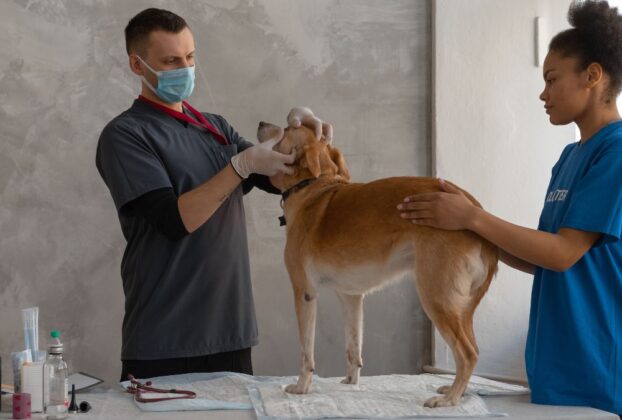 auxiliar de veterin&aacute;ria